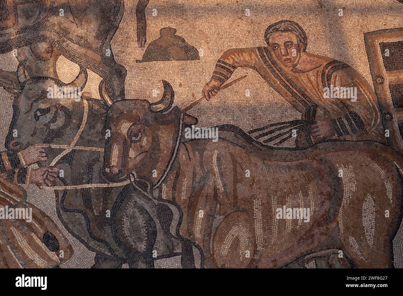 Les chasseurs luttent pour contrôler deux bœufs, animaux de trait domestiqués, tirant un chariot. Détail de la mosaïque romaine tardive à la Villa Romana del Casale, une grande villa construite à la fin des années 300 EC sur la Piazza Armerina en Sicile, Italie. La mosaïque se trouve dans le Corridoio della Grande Caccia (Corridor de la Grande chasse) de la villa. Un homme (à droite) tient les rênes et conduit les bœufs vers l'avant. Les mains de l’autre homme (à gauche) transportent les bœufs. Les chasseurs utilisent des animaux de trait domestiqués pour transporter des animaux sauvages capturés pour des « vénationes » ou des spectacles de bête. Banque D'Images