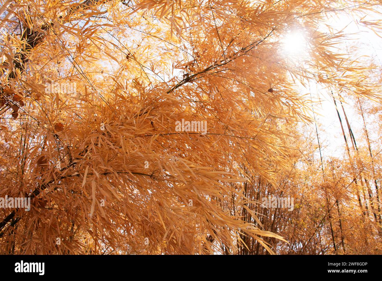 Feuilles naturelles colorées de bambou jetant la couleur changeant et la plante de feuillage de Bambuseae tombant dans la saison d'automne ou l'automne saisonnier au jardin sur moun Banque D'Images