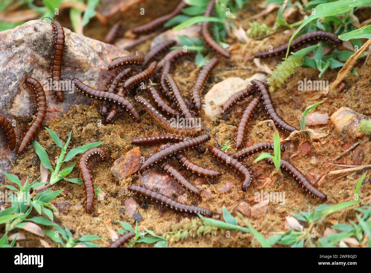 Gros plan de chenilles sur sable Banque D'Images