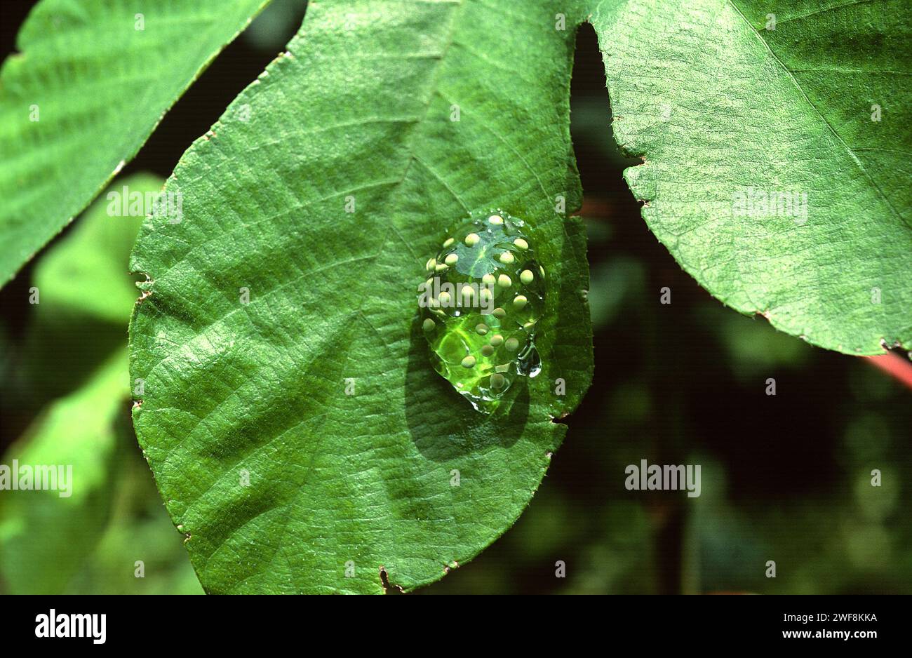 Grenouille en verre (Hyalinobatrachium colymbiphyllum); oeufs sur une feuille. Cette photo a été prise au Costa Rica. Banque D'Images