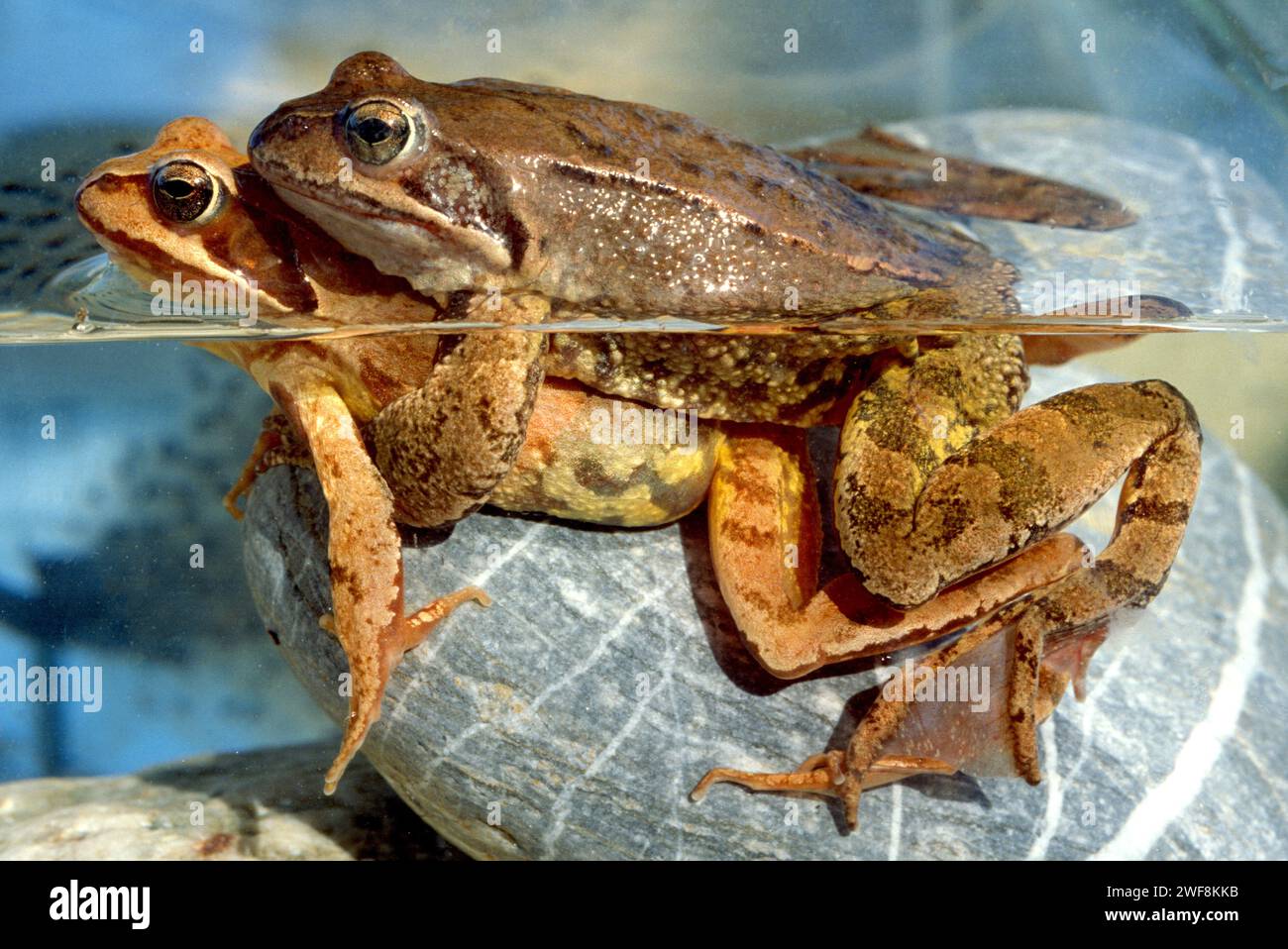 La grenouille commune d'Europe (Rana temporaria) est une grenouille originaire du centre et du nord de l'Europe, du nord de l'Espagne et du nord de l'Italie. Couple en amplexus. Ce sp Banque D'Images