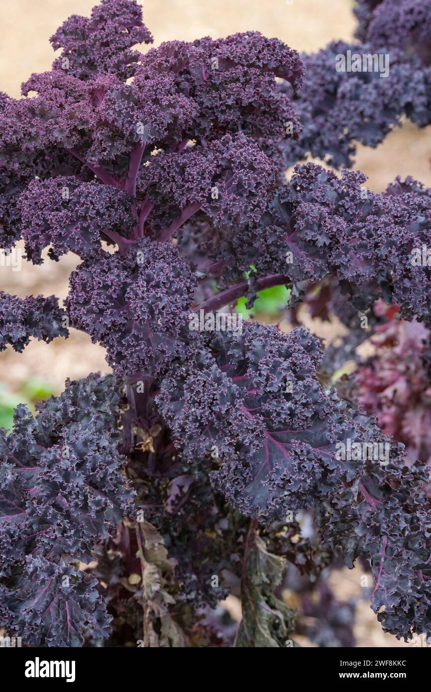 Kale Redbor, F1, borecole, Brassica oleracea, Groupe Acephala, légume frisé, richement coloré à feuillage violet à la fin de l'hiver Banque D'Images