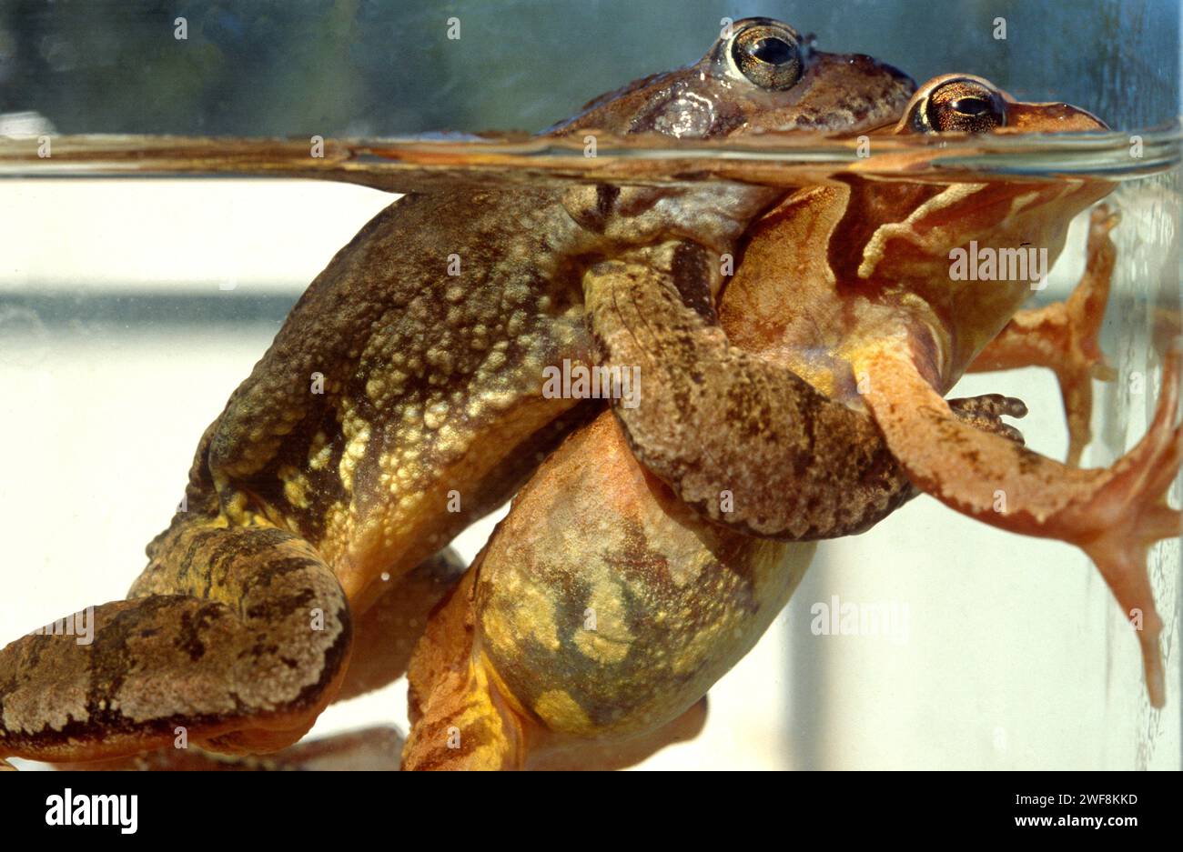 La grenouille commune d'Europe (Rana temporaria) est une grenouille originaire du centre et du nord de l'Europe, du nord de l'Espagne et du nord de l'Italie. Couple en amplexus. Ce sp Banque D'Images