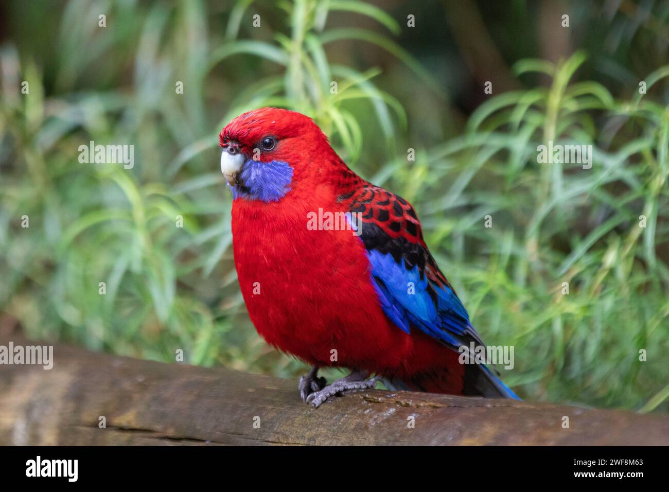 Une rosella cramoisi (platycercus elegans) magnifiquement colorée, surveille ses environs dans le parc national de Sherbrooke Forest près de Melbourne, en Australie. Banque D'Images