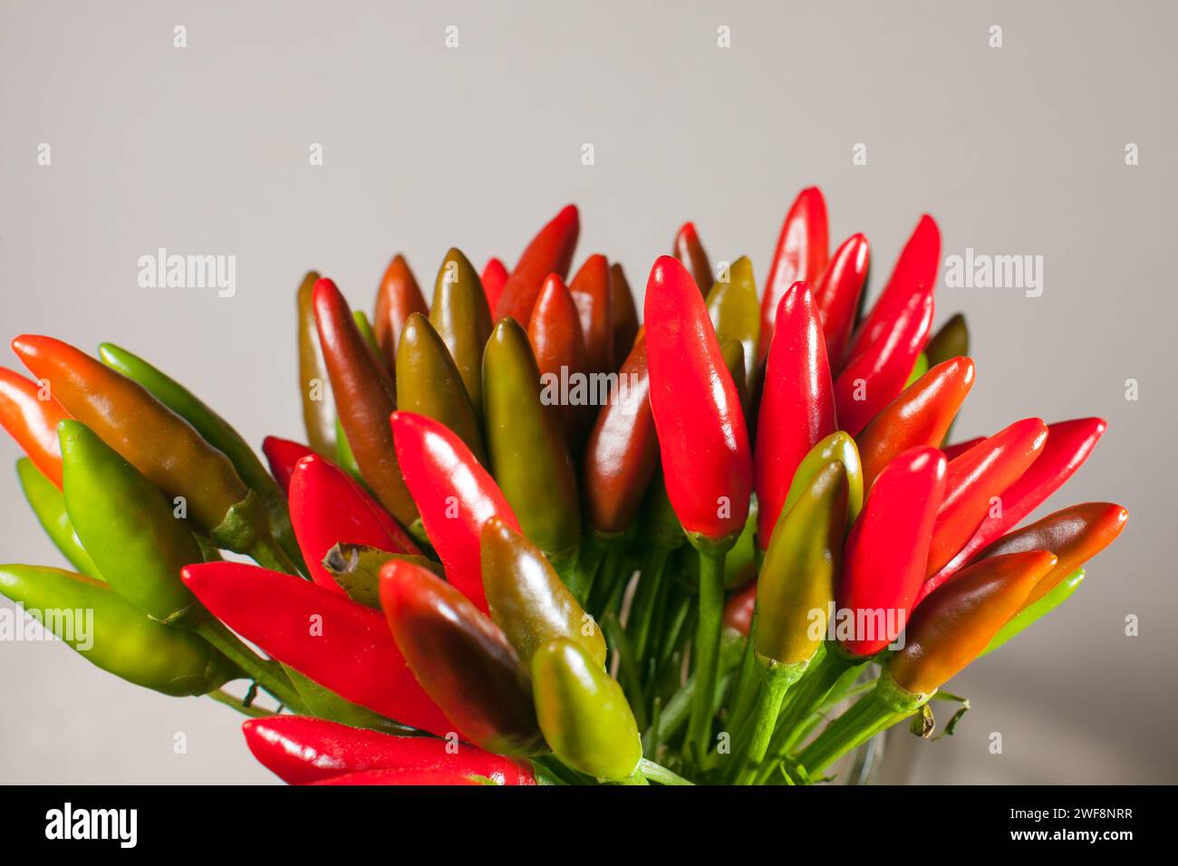 bouquet de petits piments chili sur fond blanc Banque D'Images