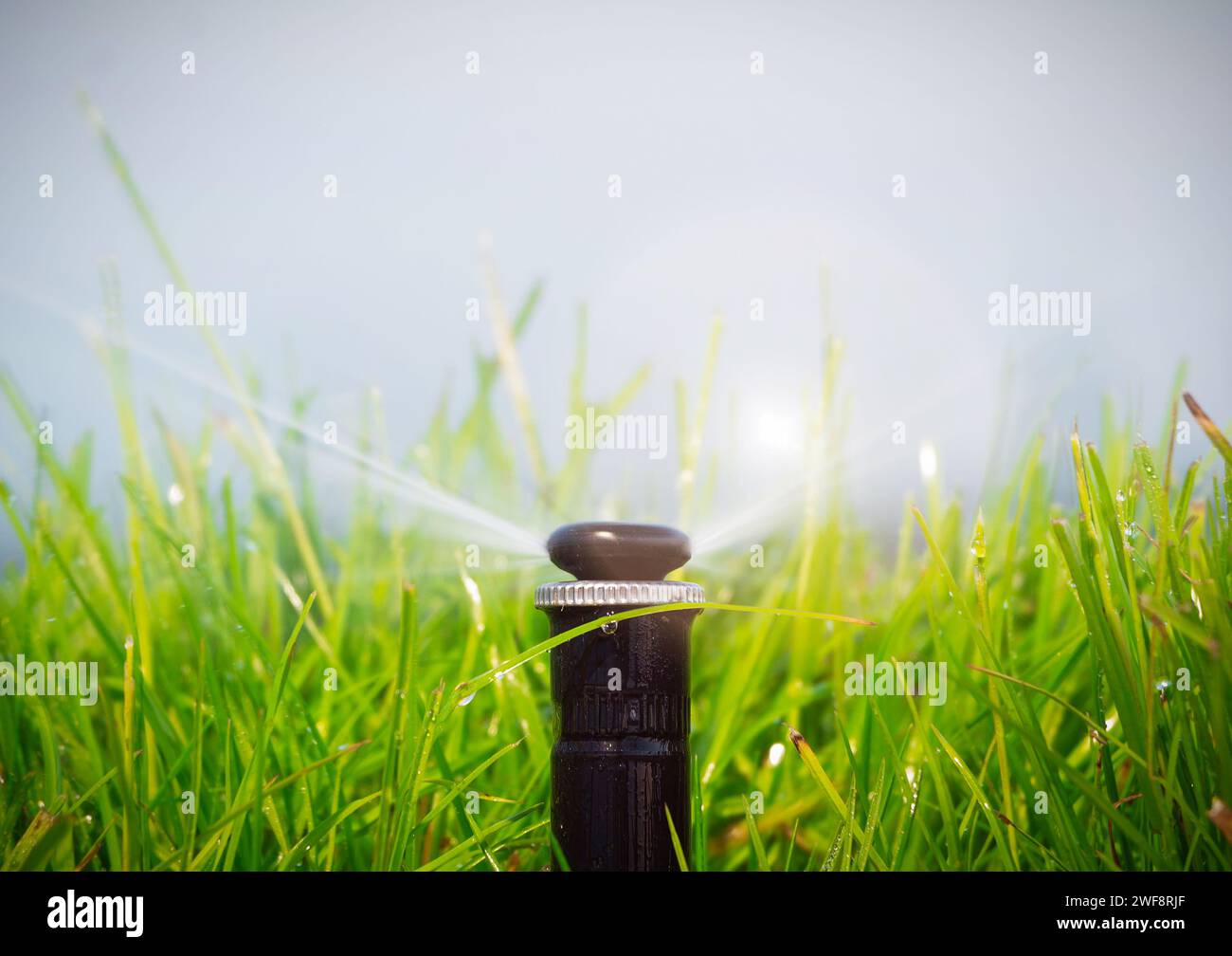 Système d'arrosage automatique pour arroser la pelouse. Gros plan Banque D'Images