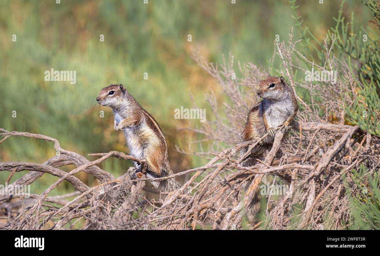 Deux écureuils terrestres barbares, Atlantoxerus getulus écureuil mauresque, posant ensemble sur une brindille sèche, Fuerteventura, Canaries, Espagne Banque D'Images