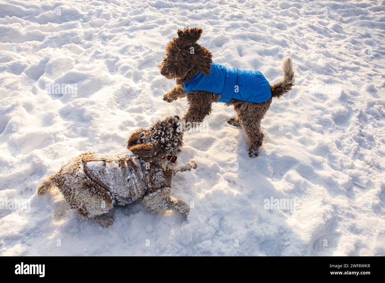 Deux chiens dans la neige Banque D'Images
