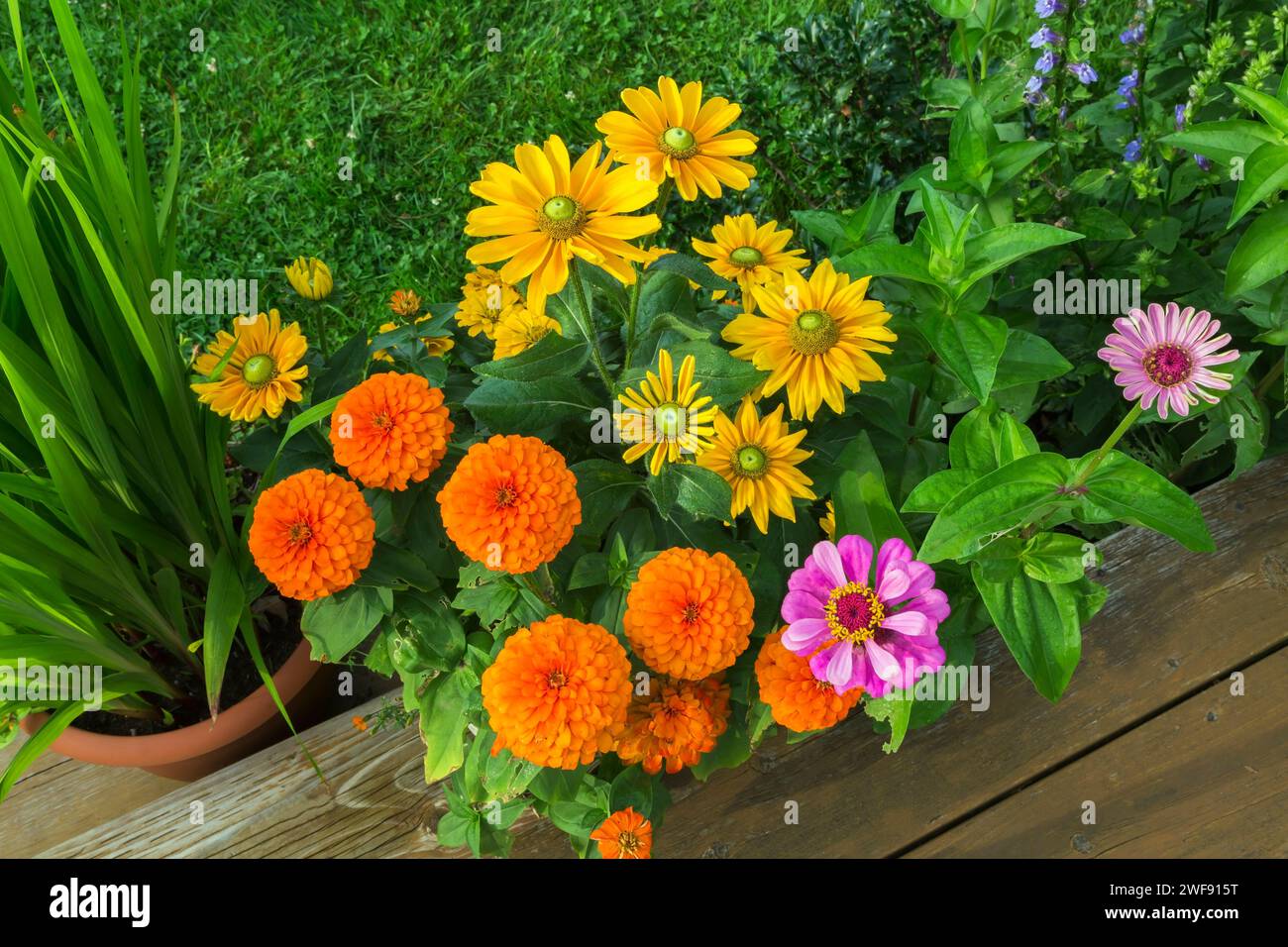 Orange Zinnia, jaune Rudbeckia hirta - Coneflower, Zinnia violacea poussant dans le conteneur sur l'étape de la terrasse en bois en été. Banque D'Images