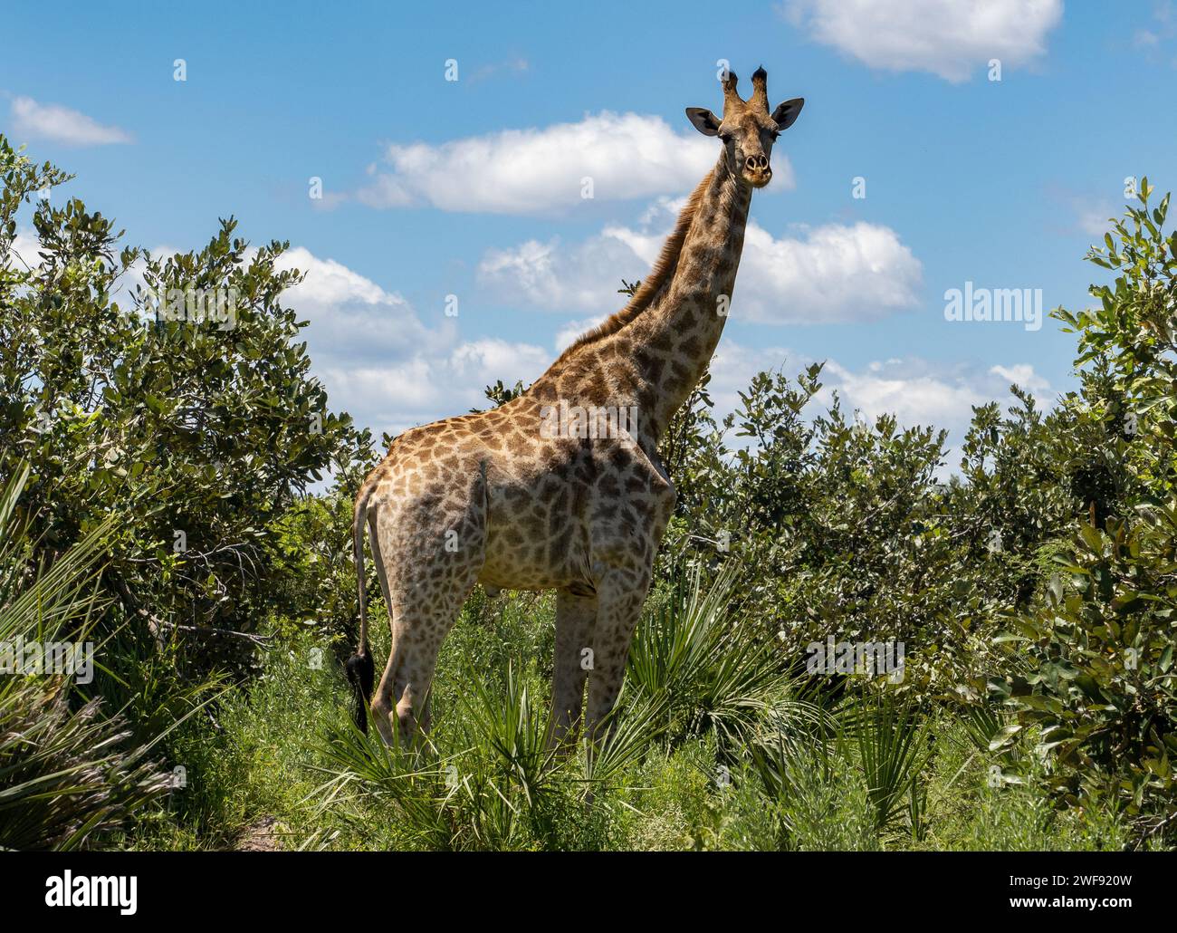Girafe dans le parc national de l'Okawango, Botswana 2023 Banque D'Images