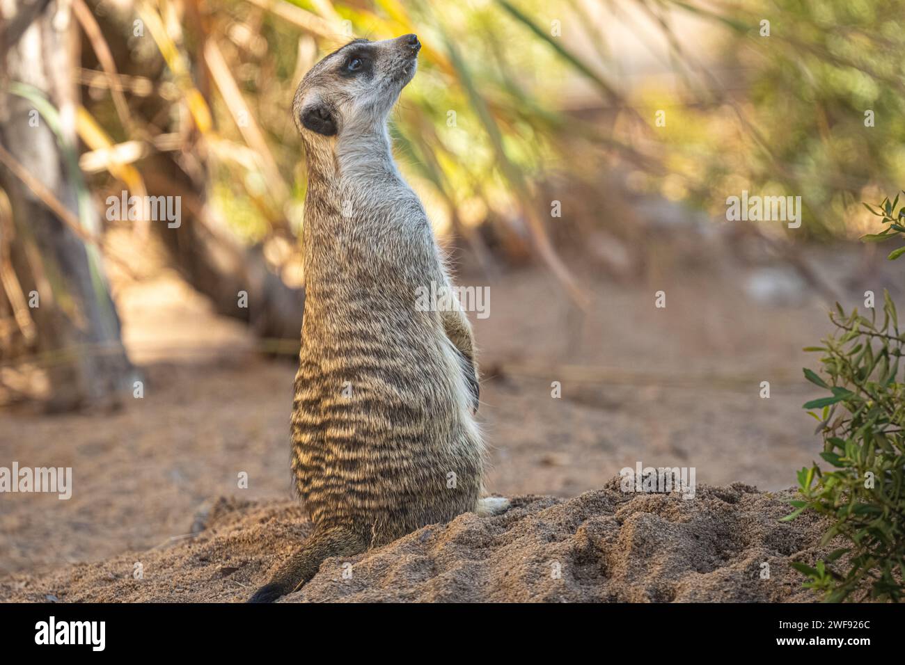 Alertez les méerkat à queue élancée (Suricata suricata) sur le belvédère de la zone d'exposition de la savane africaine au zoo d'Atlanta, près du centre-ville d'Atlanta, en Géorgie.(ÉTATS-UNIS) Banque D'Images