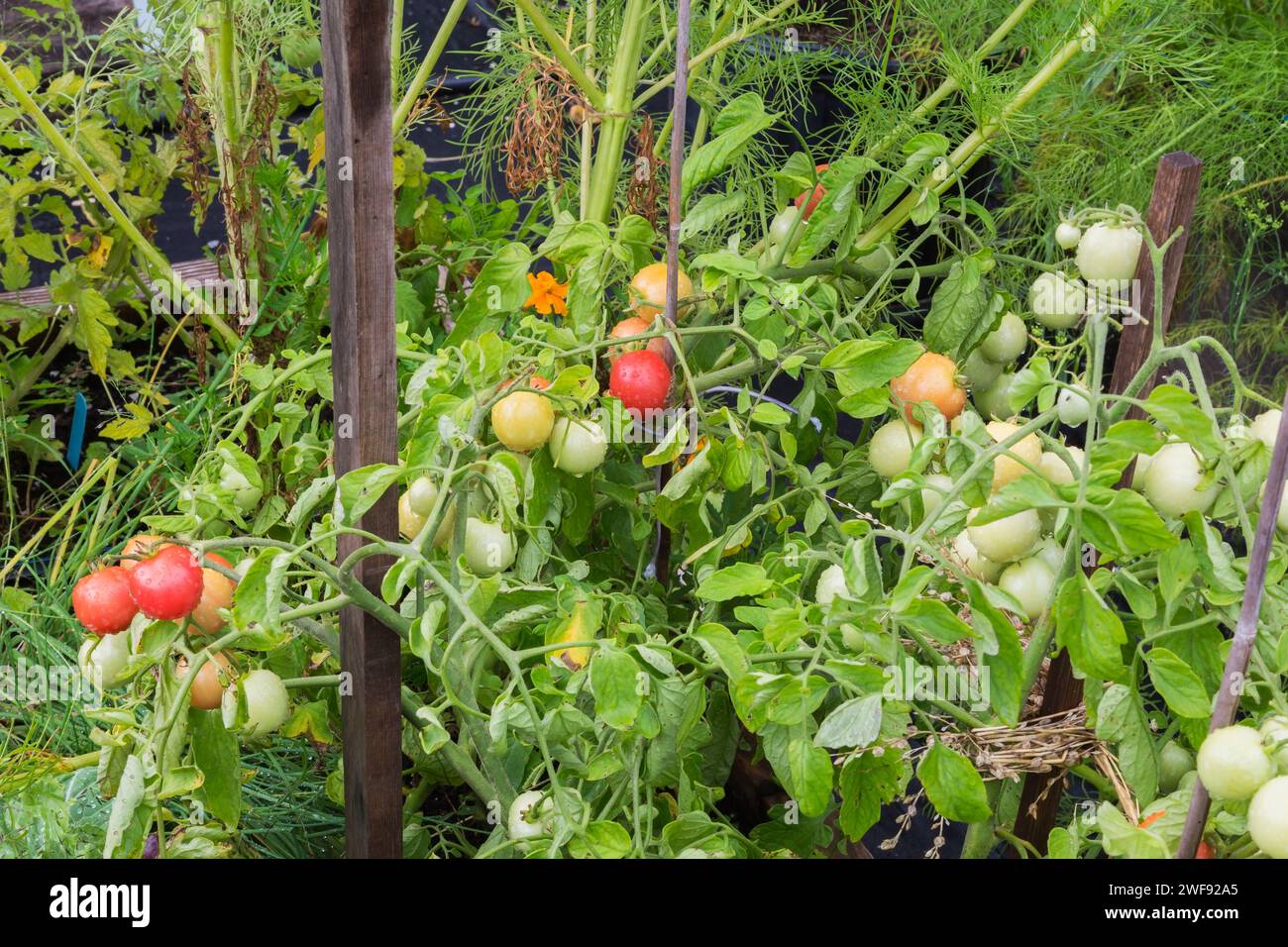 Lycopersicon esculentum - plants de tomates attachés à des piquets en bois dans un potager en été, Québec, Canada Banque D'Images