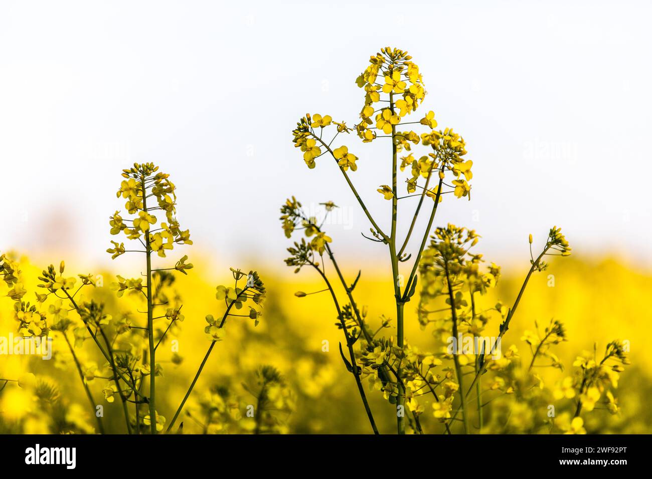 Rapsfeld dans voler gelber Blüte Banque D'Images