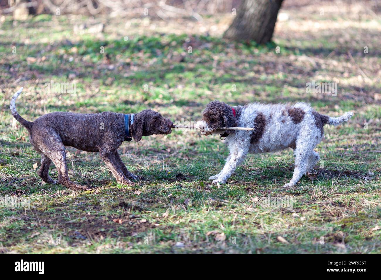 deux chiens jouant avec un bâton en bois Banque D'Images