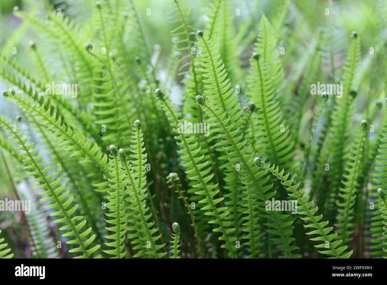 Gros plan de fougères dans un bois Banque D'Images