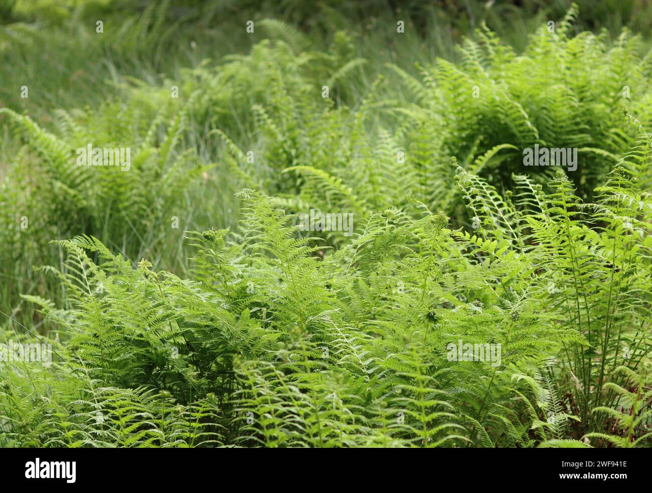 Grande superficie de fougères dans une forêt Banque D'Images
