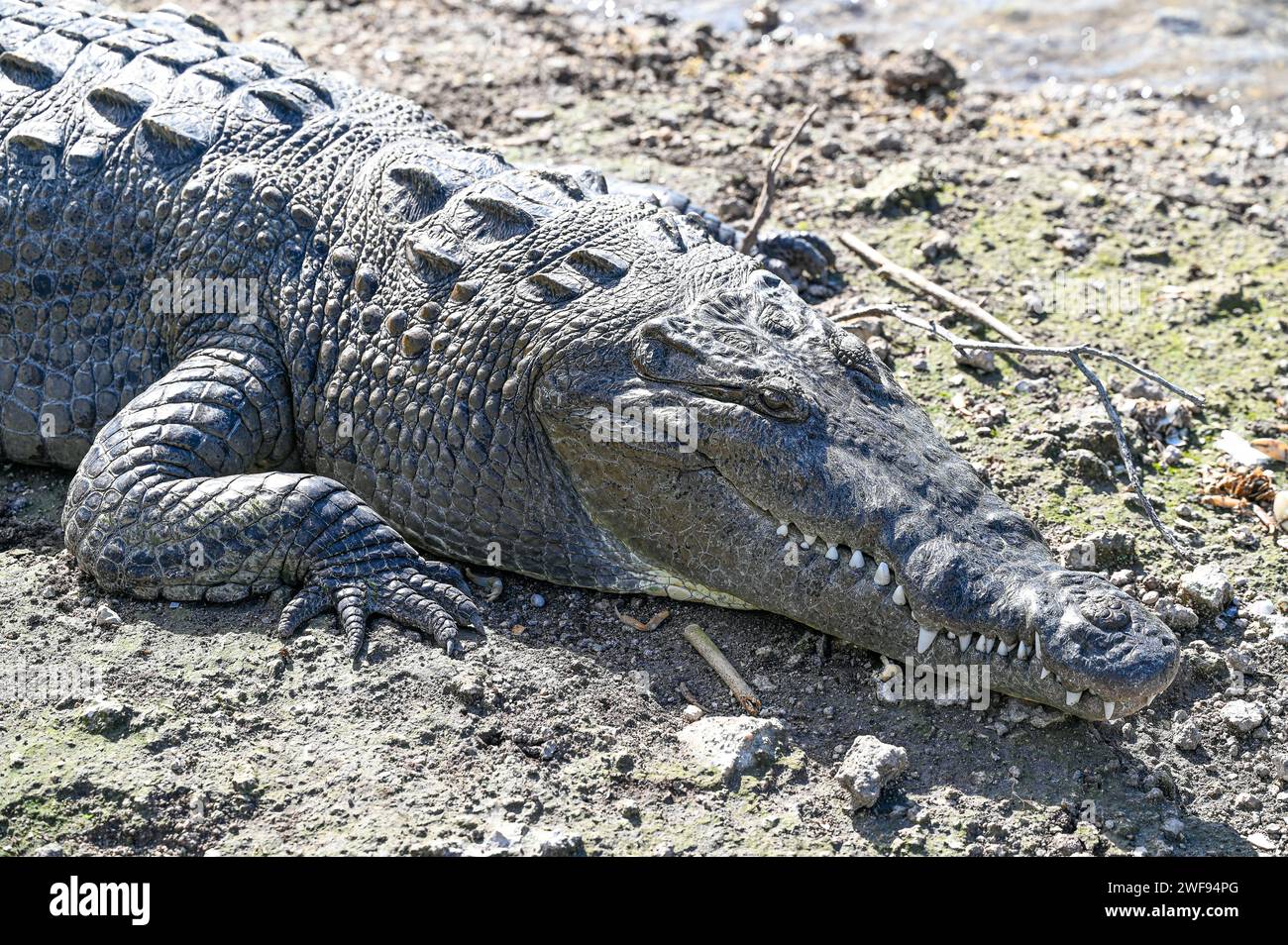 Un énorme crocodile se prélasse sur une plage de sable Banque D'Images