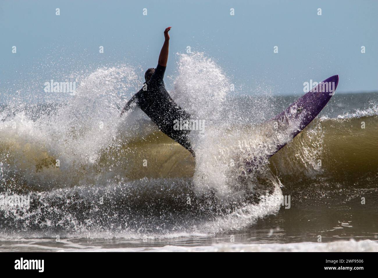 Un surfeur en combinaison tombant derrière sa planche de surf violette alors qu'il surfe à Gilgo Beach au large de long Island. Banque D'Images
