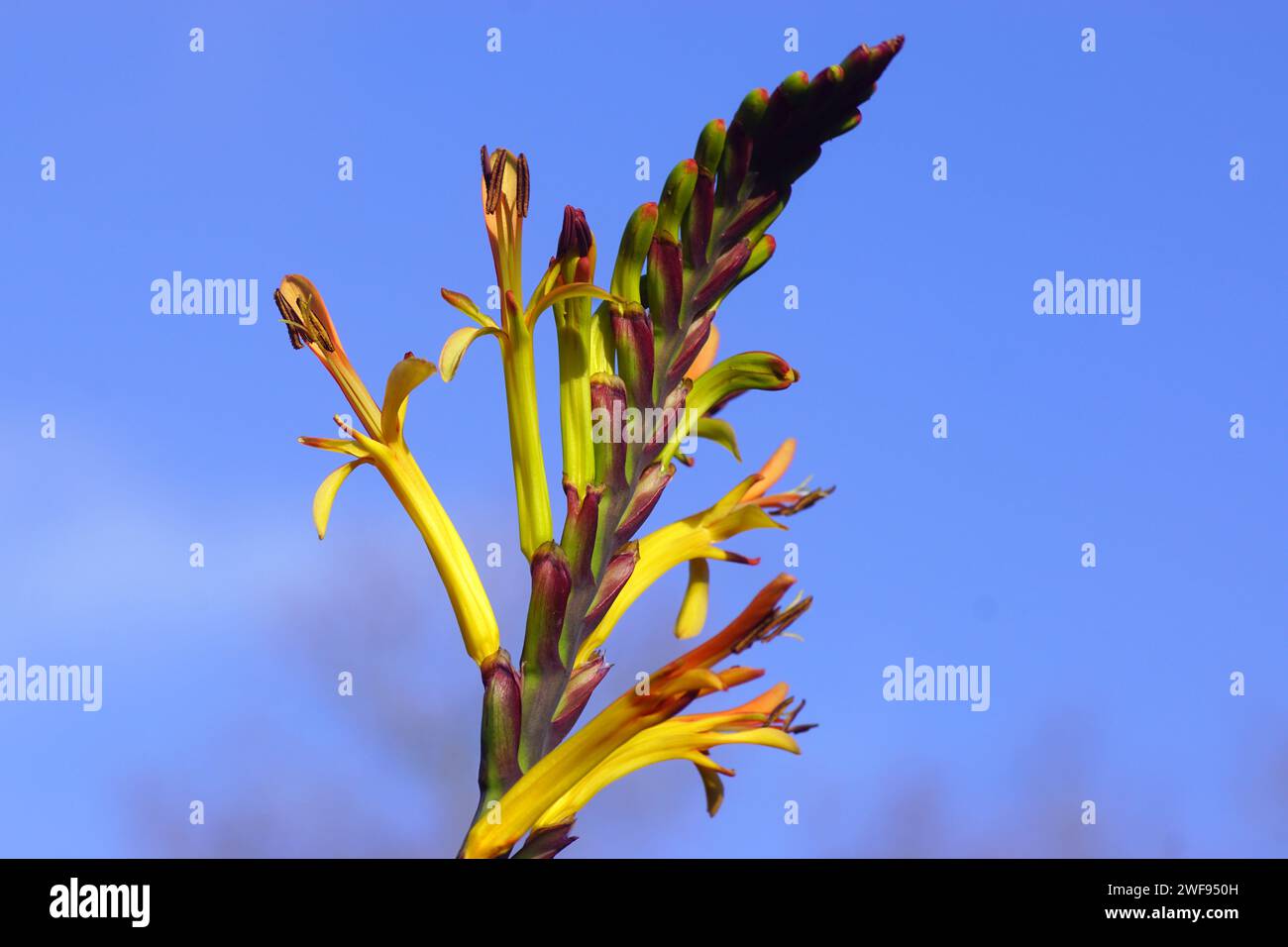 Gros plan orange, fleurs jaunes de lys Cobra, drapeau africain (Chasmanthe floribunda). Ciel bleu. Pays-Bas Banque D'Images