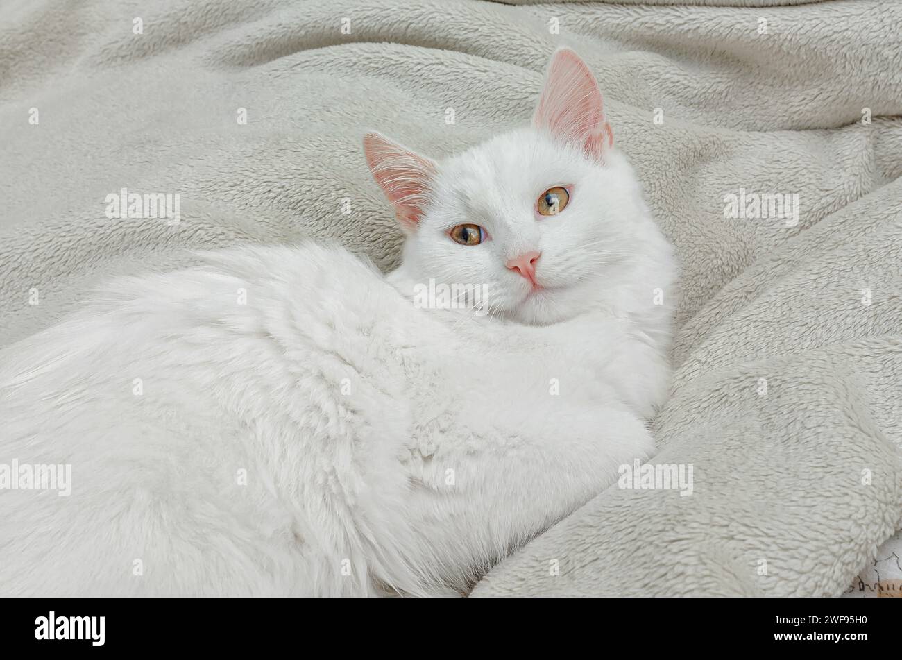 Chat moelleux blanc chic de race angora turque, se trouve sur le lit Banque D'Images