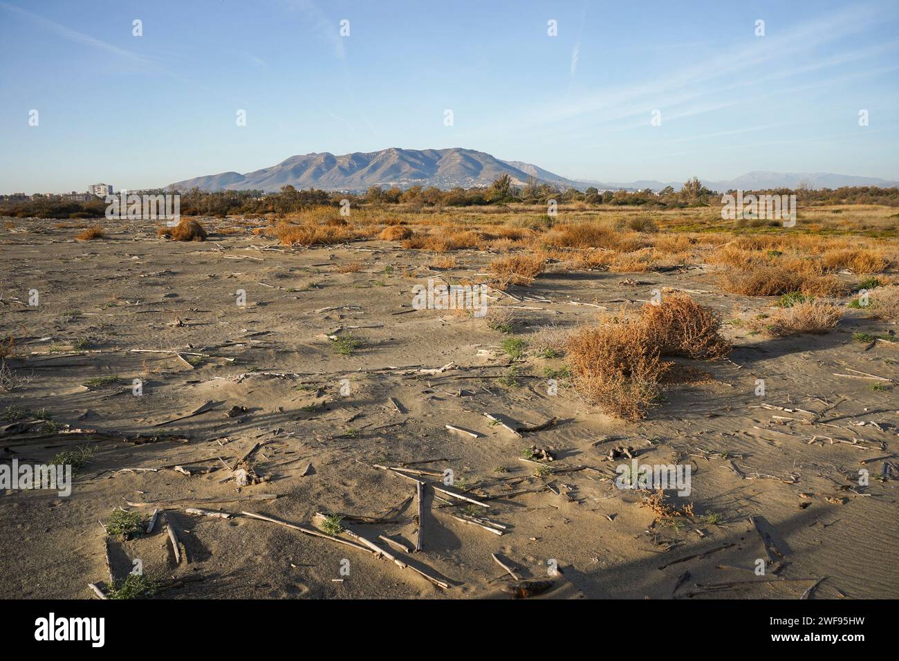 Plage, zones protégées d'élevage d'oiseaux, Parc naturel de la réserve naturelle de l'estuaire de Guadalhorce. Andalousie, Malaga, Espagne. Banque D'Images