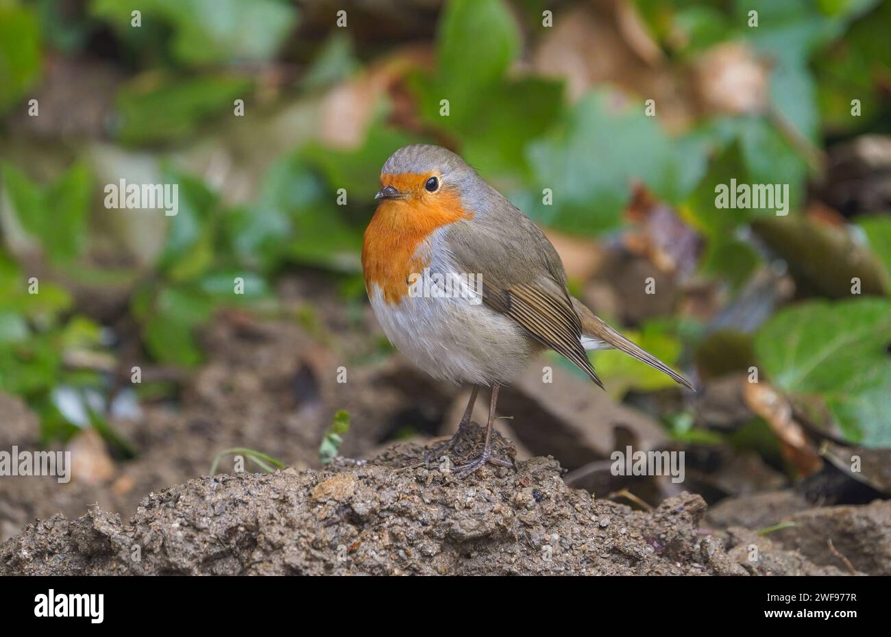 Robin européen (erithacus rubecula) à la recherche d'insectes dans le sol d'un jardin, Espagne. Banque D'Images