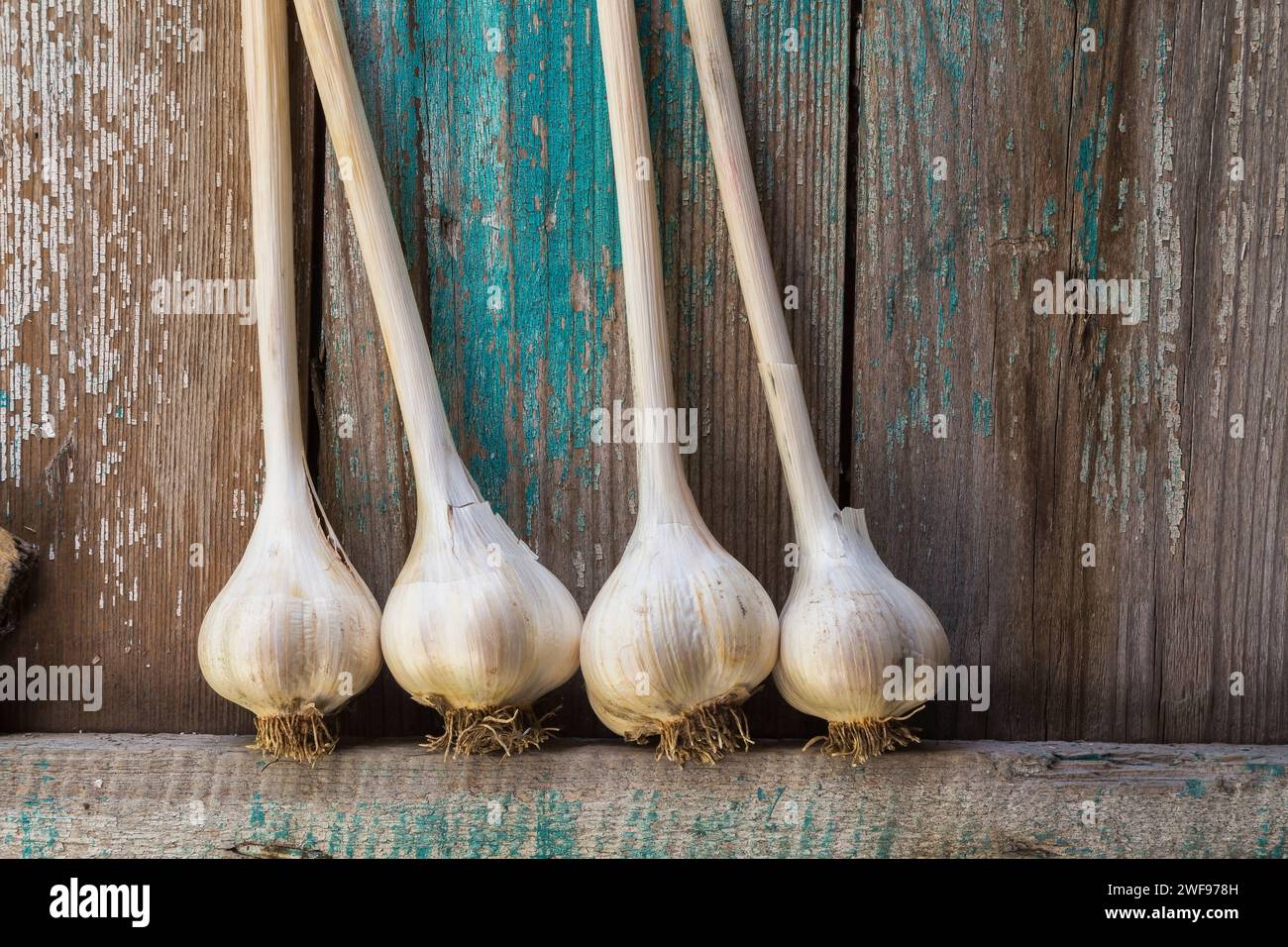 Allium sativum récolté - bulbes d'ail placés sur une étagère en bois pour sécher. Banque D'Images