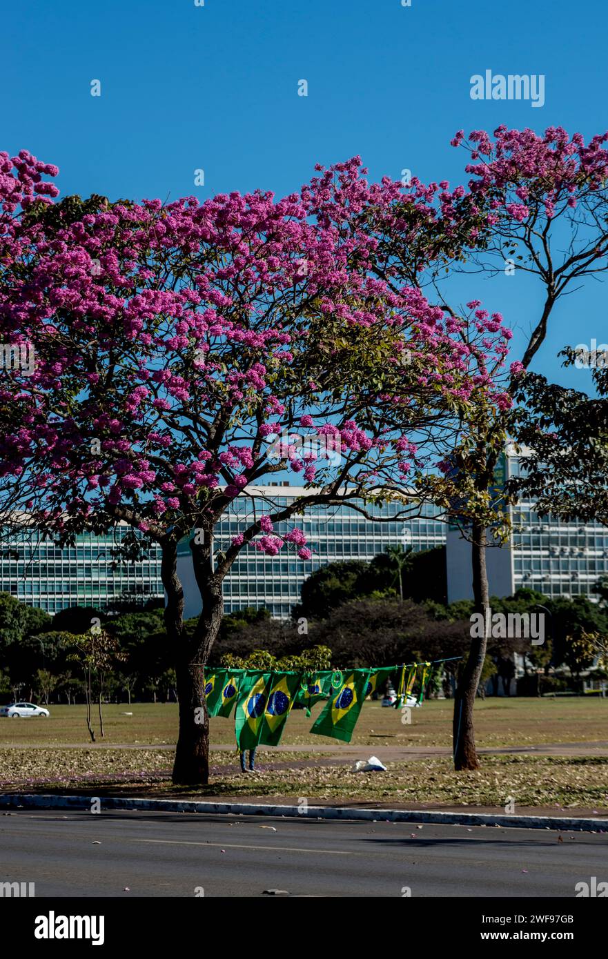 Drapeaux brésiliens exposés à la vente sur l'eslpanada dos ministerios, Brasilia, district fédéral Banque D'Images