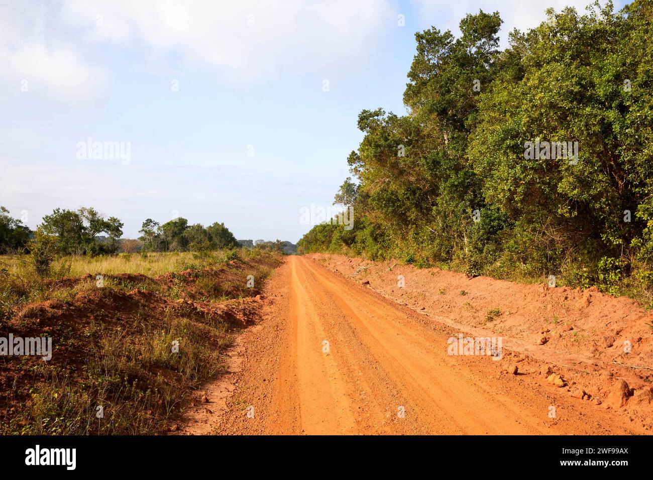 Réserve nationale de Shimba Hills, Kenya, Afrique Banque D'Images