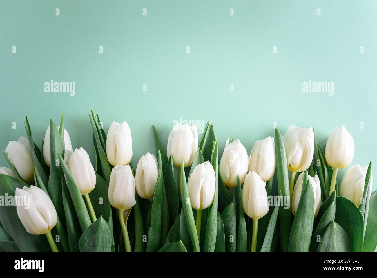 Bordure florale du bouquet de tulipes blanches sur fond vert. Concept de célébration d'anniversaire. Espace de copie. Vue de dessus Banque D'Images