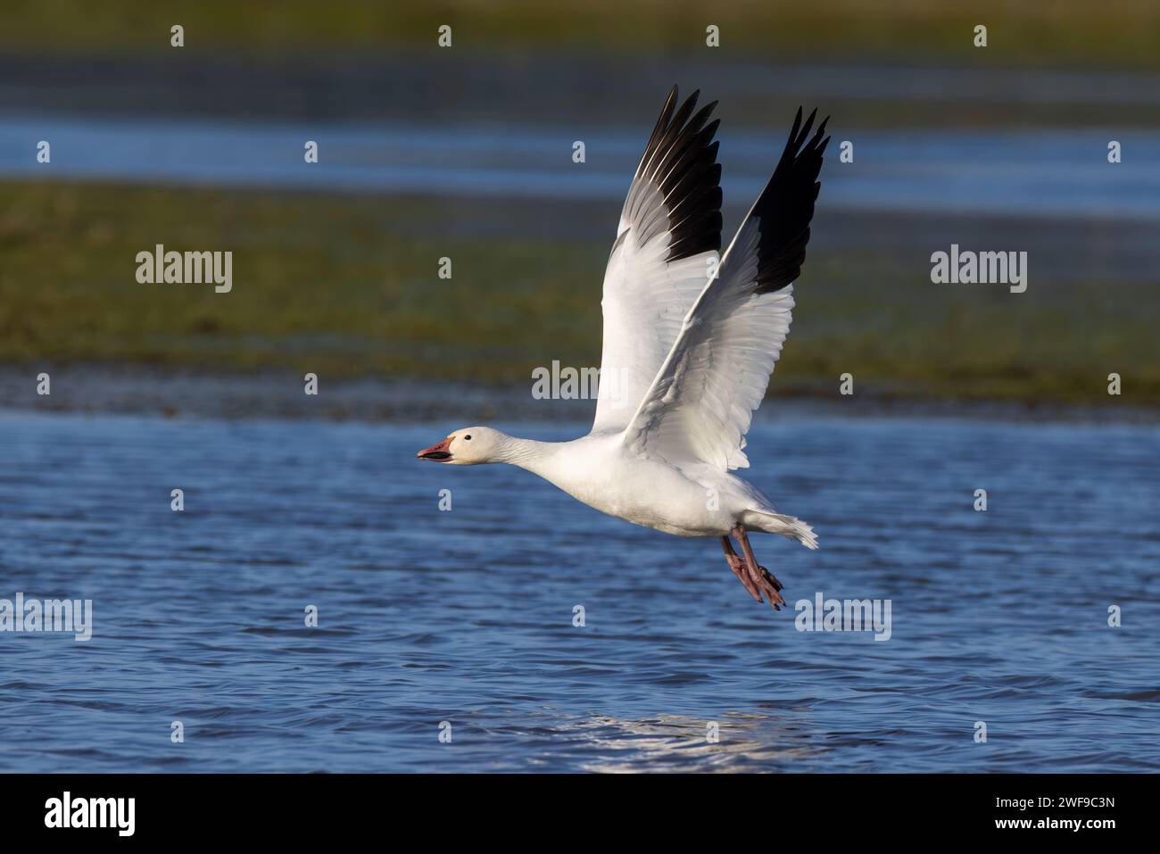 OIE des neiges en vol au-dessus de l'eau Banque D'Images