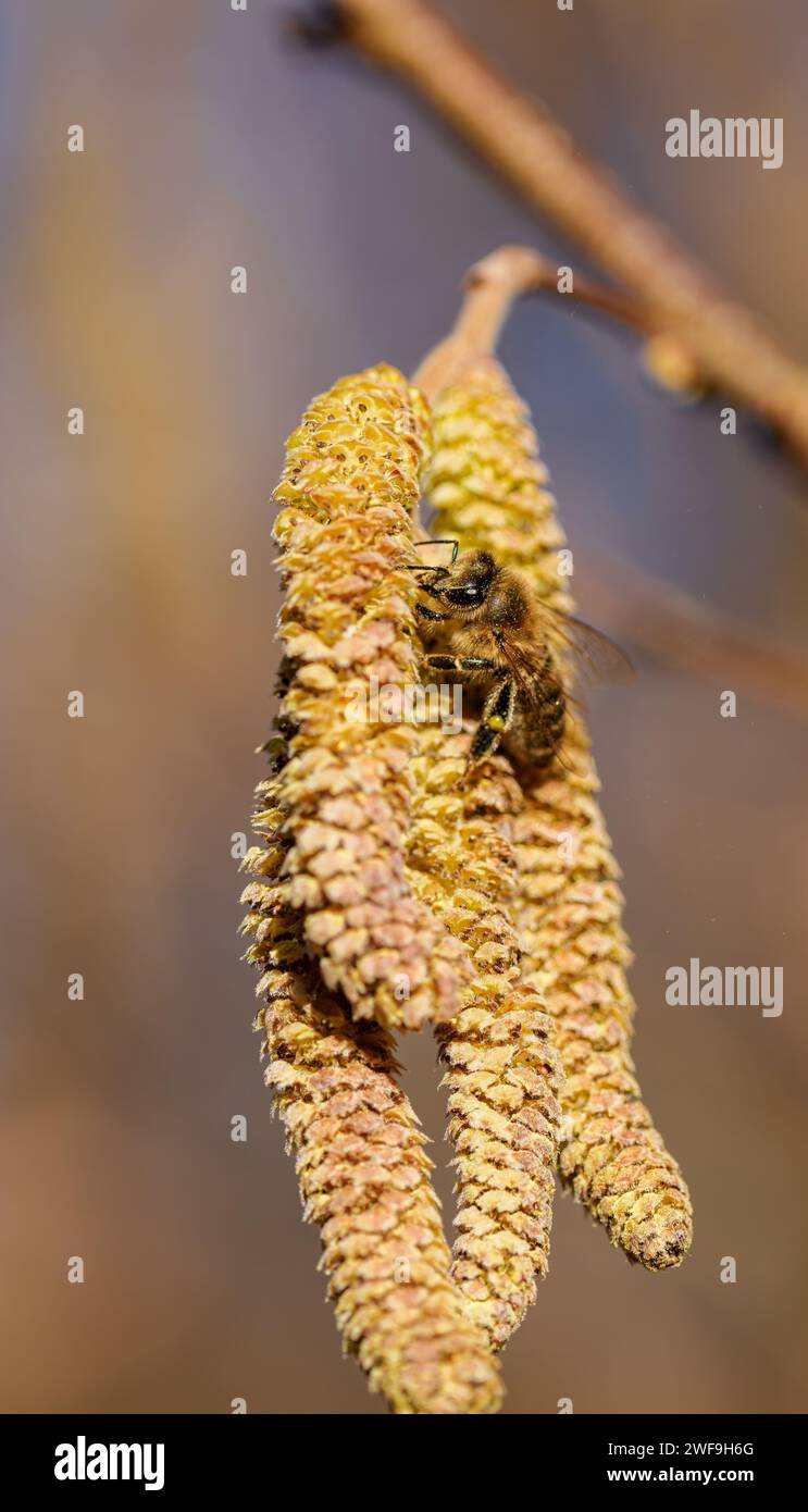 La pollinisation par les abeilles boucles d'noisette. La floraison hazel noisette. Les chatons de noisetier sur les branches Banque D'Images