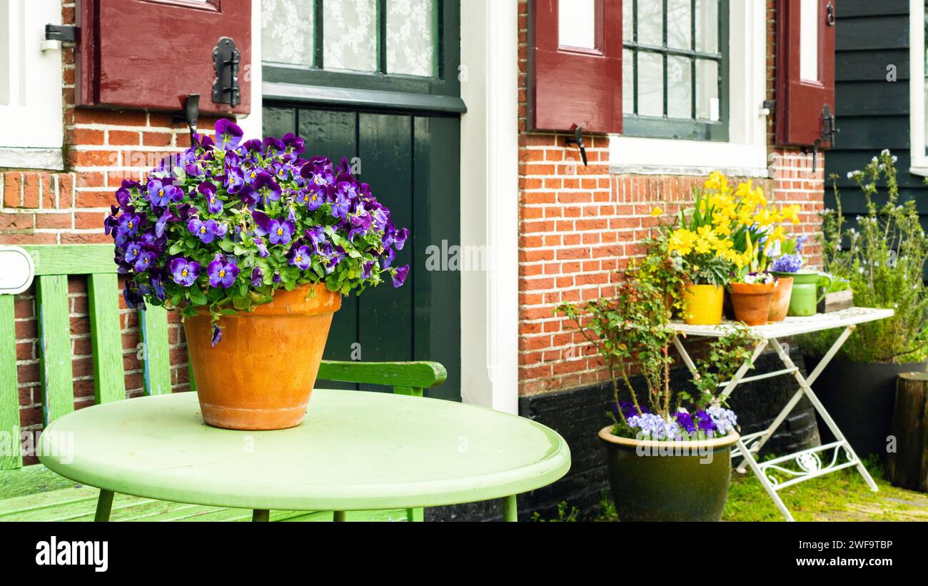 Un pot de culottes violettes se dresse sur une table à l'extérieur de la maison sur fond de fleurs du début du printemps. Un pot en terre cuite avec des culottes gros plan en Dutc Banque D'Images