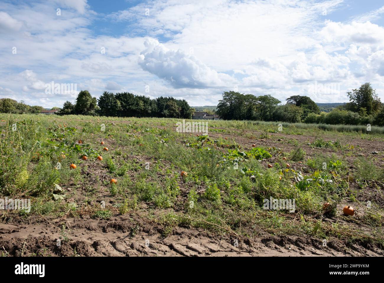 Paysage avec un champ de citrouilles presque vide, situé à côté du cimetière d'Auvers sur Oise, France, où Vincent van Gogh a passé une partie de sa vie Banque D'Images