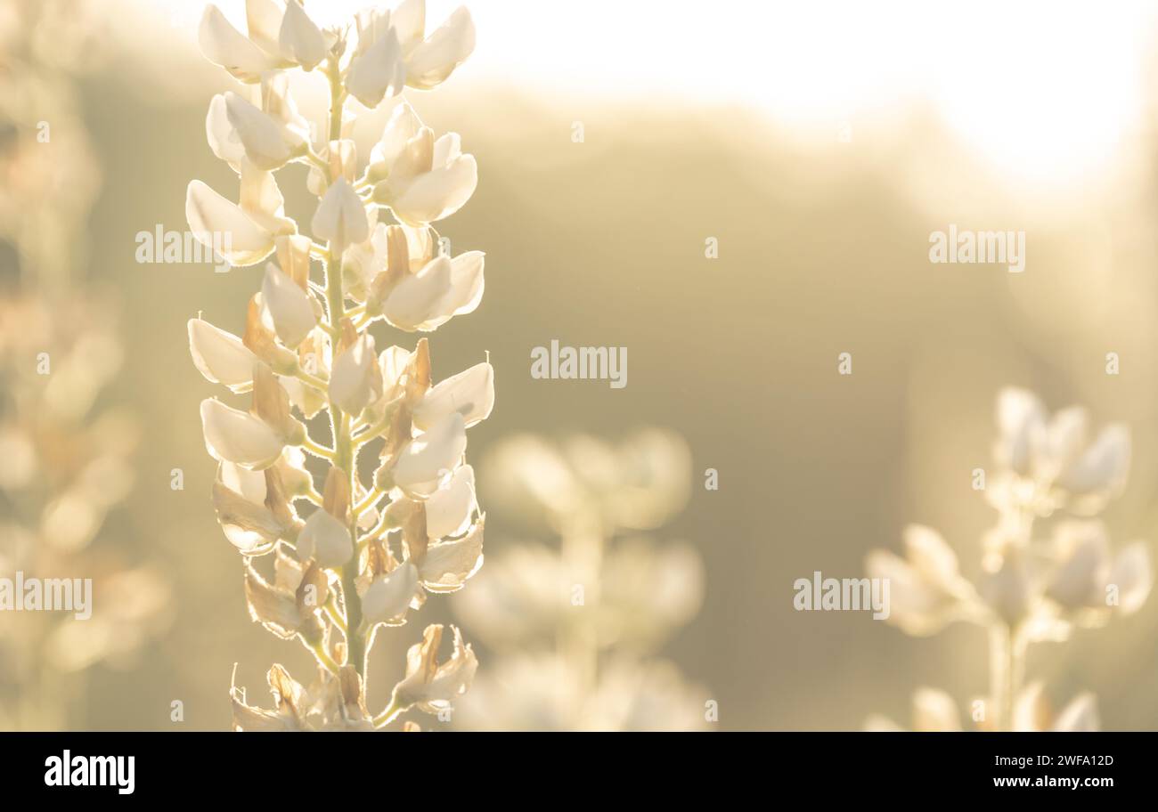 Lupin blanc rétroéclairé dans la lumière dorée du matin dans le parc national de Zion Banque D'Images