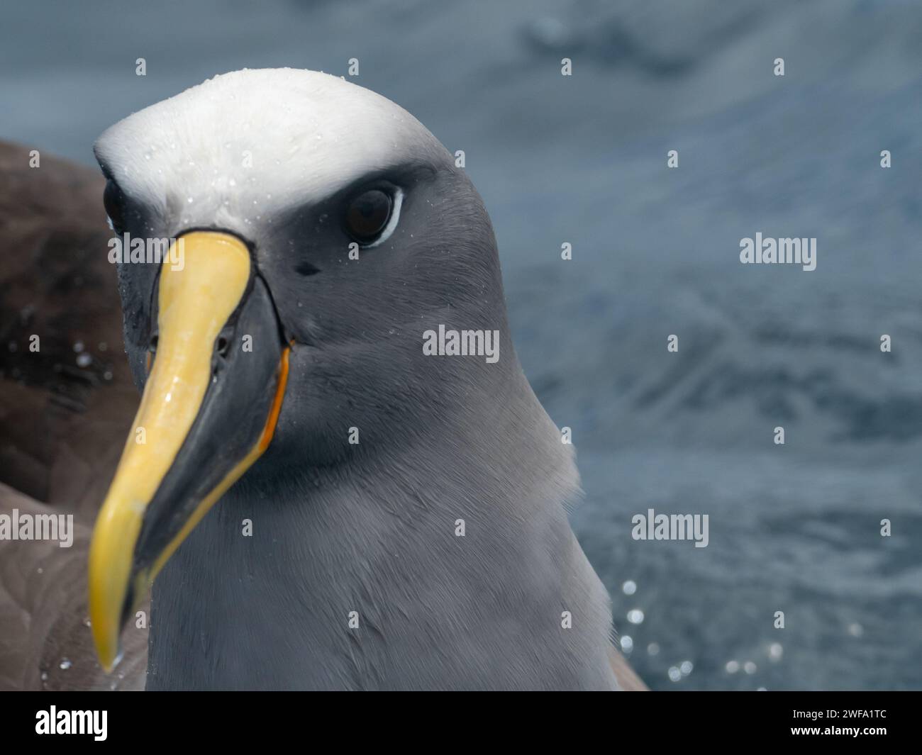 Albatros de Buller, Thalassarche bulleri platei, en mer aux îles Chatham, en Nouvelle-Zélande Banque D'Images