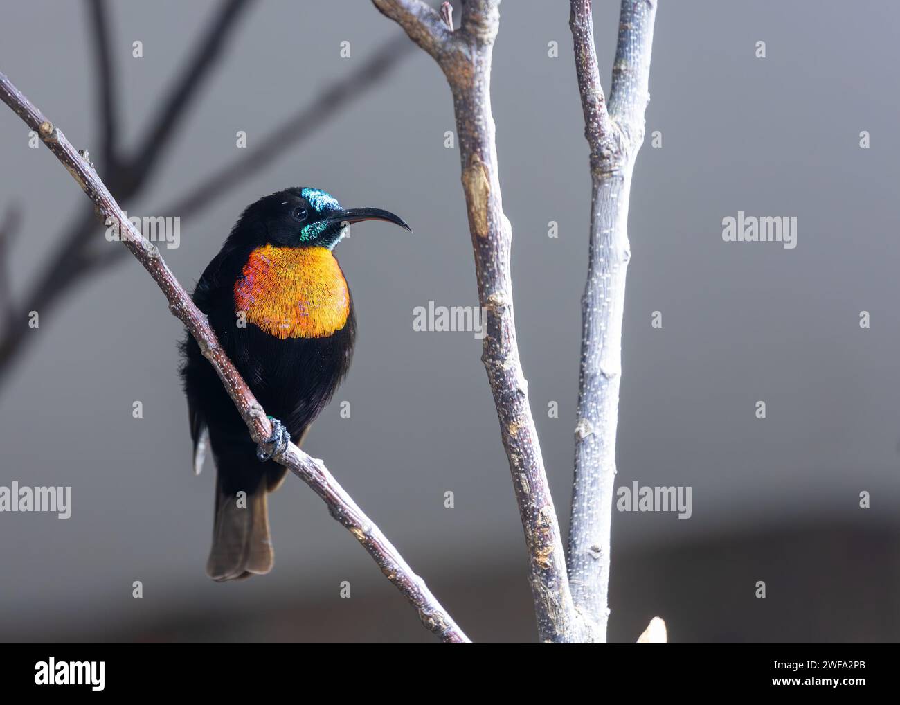 L'éblouissant Sunbird chesté écarlate, Chalcomitra senegalensis, sirotant du nectar dans les paysages africains, symbole vibrant de la beauté aviaire. Banque D'Images