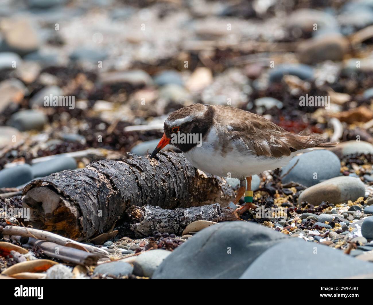 Pluvier côtier, Tuturuatu, Charadrius novaeseelandiae, espèce menacée sur l'île de Motutapu, Nouvelle-Zélande Banque D'Images