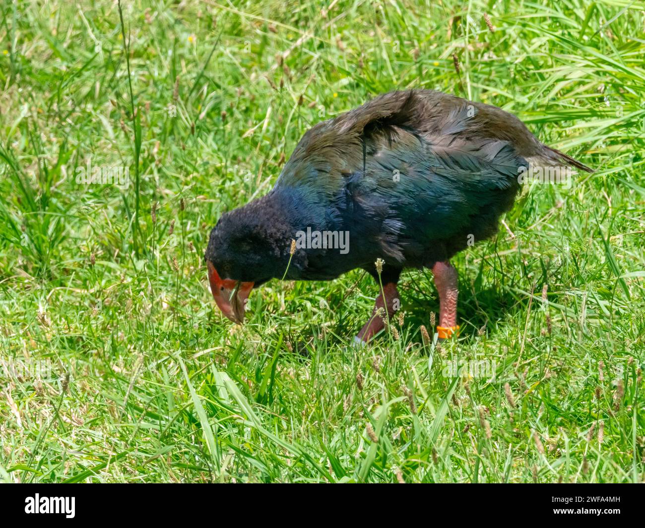 South Island Takahe, Porphyrio hochstetteri, un oiseau endémique sans vol trouvé en Nouvelle-Zélande Banque D'Images