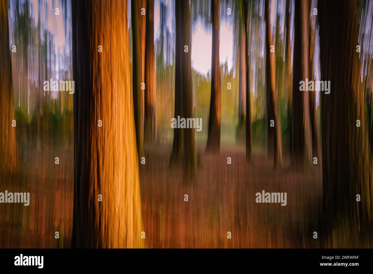 Une petite forêt immersive avec du Douglas et des cèdres rouges de l'Ouest dans le parc Rotary Dr RJ Allan Hogg, offre un répit de la vie urbaine à White Rock. Banque D'Images