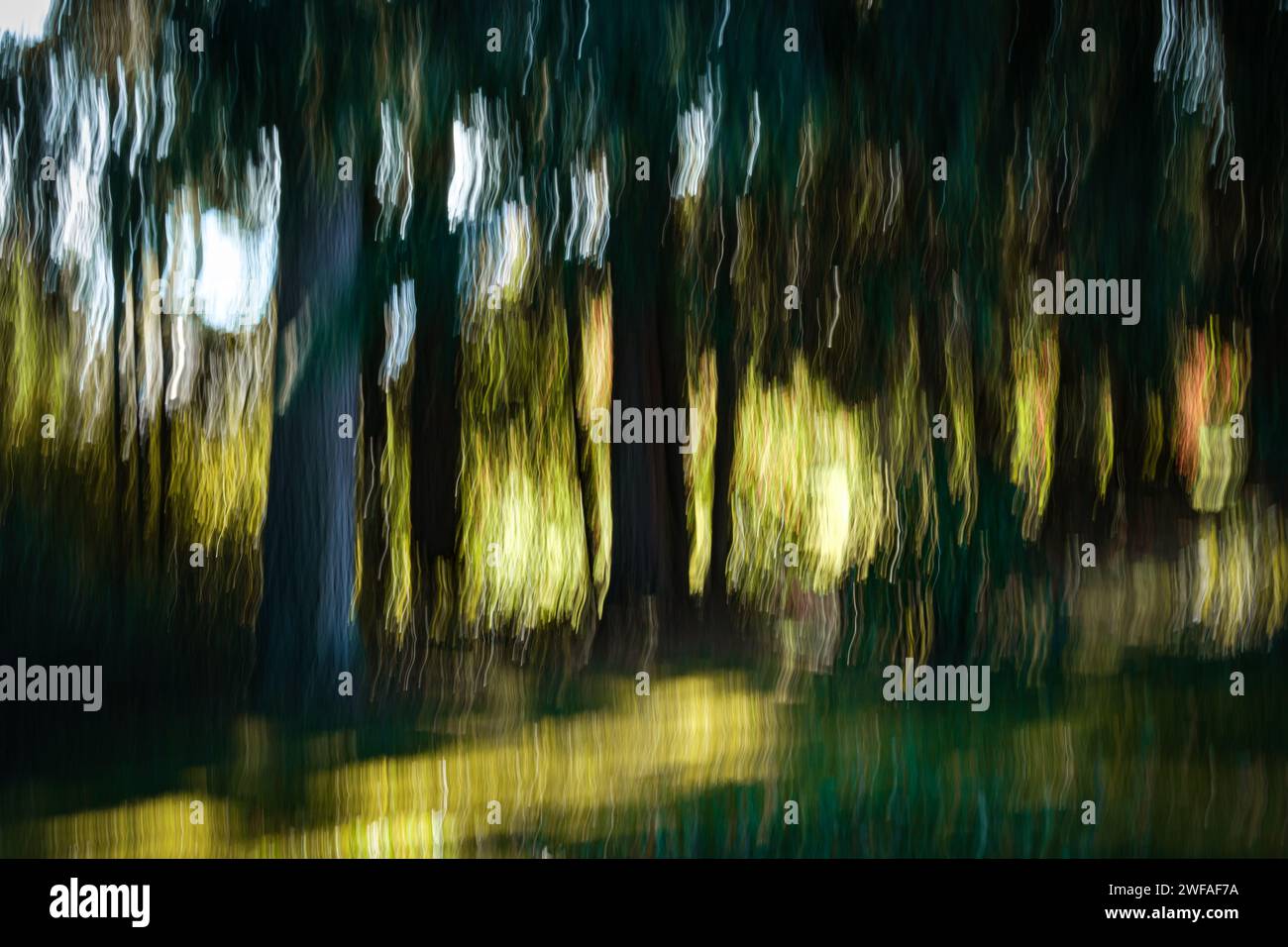 Le mouvement intentionnel de la caméra (ICM) est utilisé pour créer une qualité chatoyante à la lumière du soleil dans une zone dégagée derrière des conifères à White Rock, en Colombie-Britannique. Banque D'Images