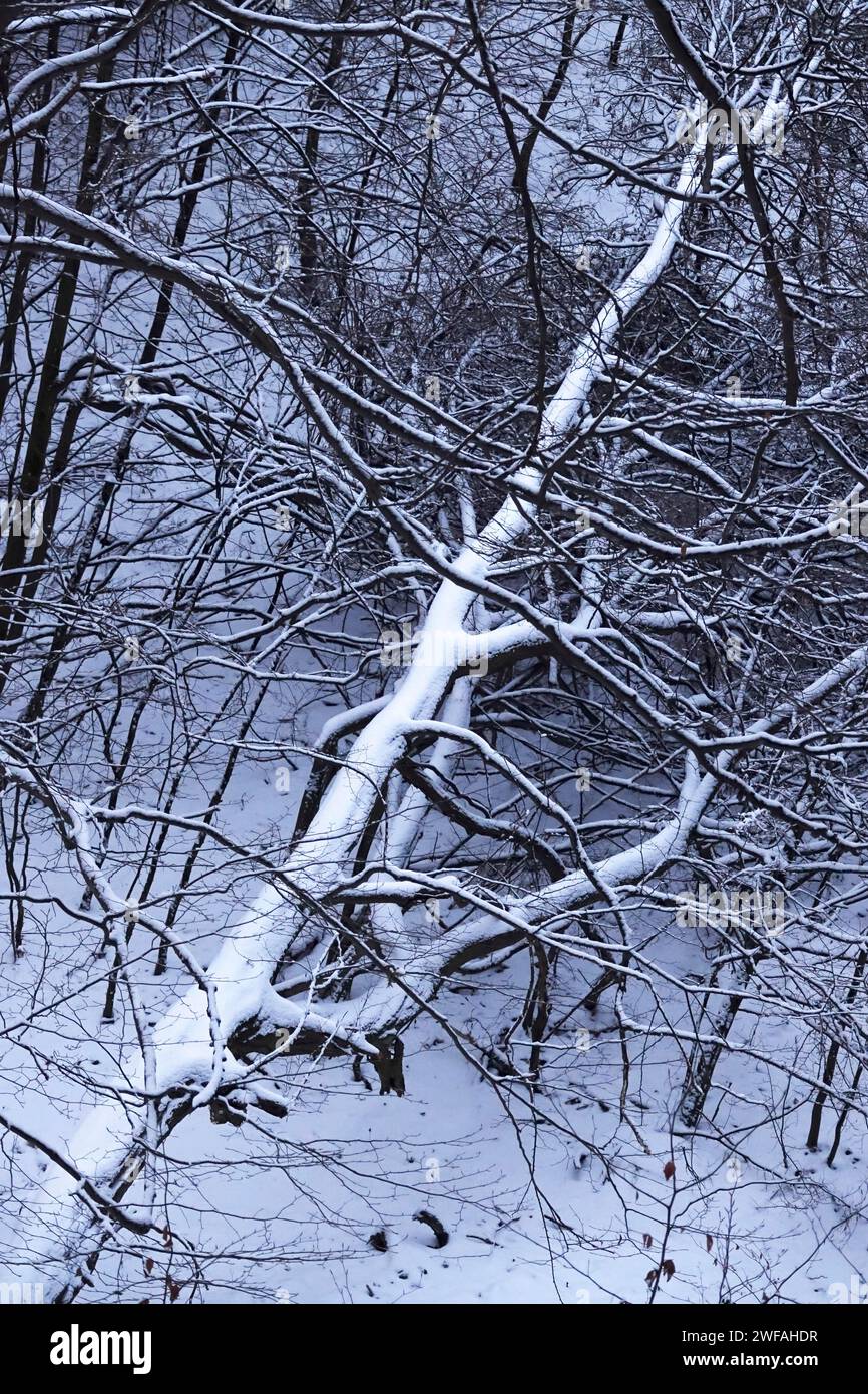 Hiver dans les montagnes de grès de l'Elbe, arbre tombé, Saxe, Allemagne Banque D'Images