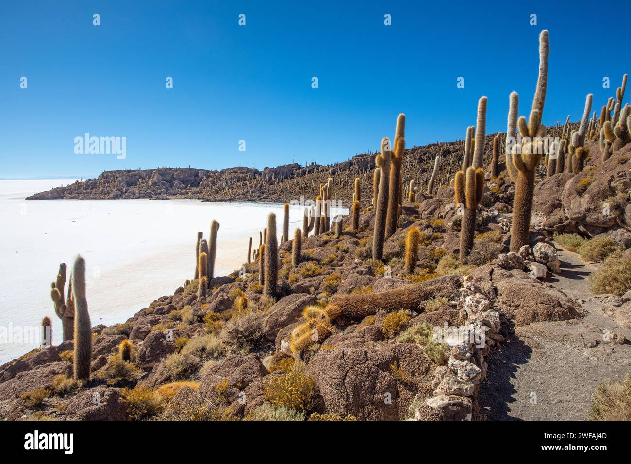 Salar de Uyuni Bolivie Incahuasi Island Banque D'Images