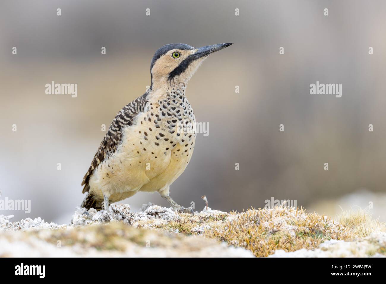 Pic des Andes Banque D'Images