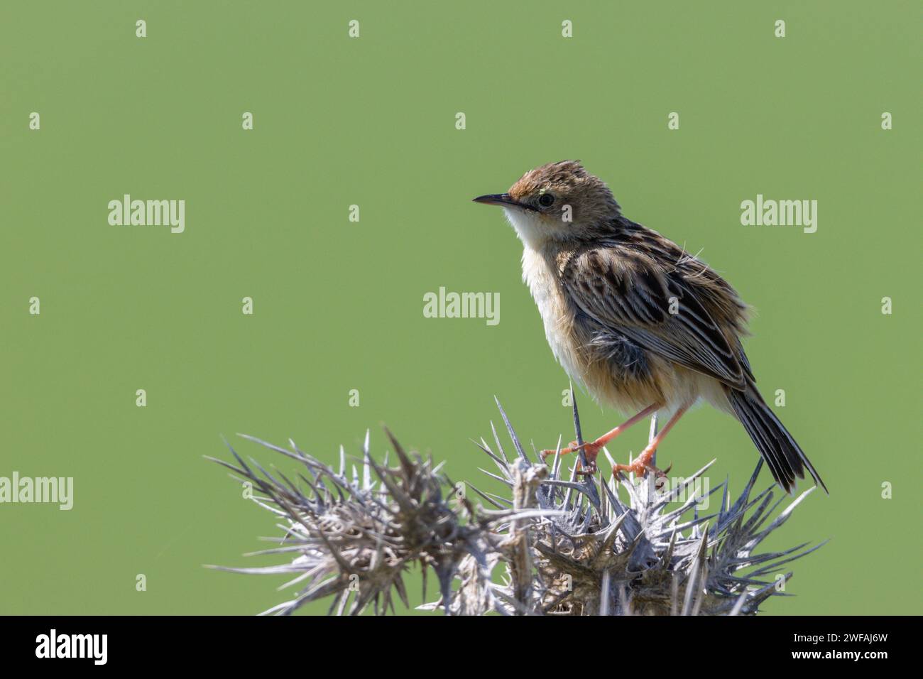 Cisticola Banque D'Images