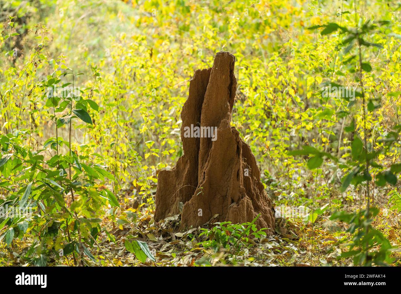 Termite monticule, Andhra Pradesh, Inde, Asie Banque D'Images