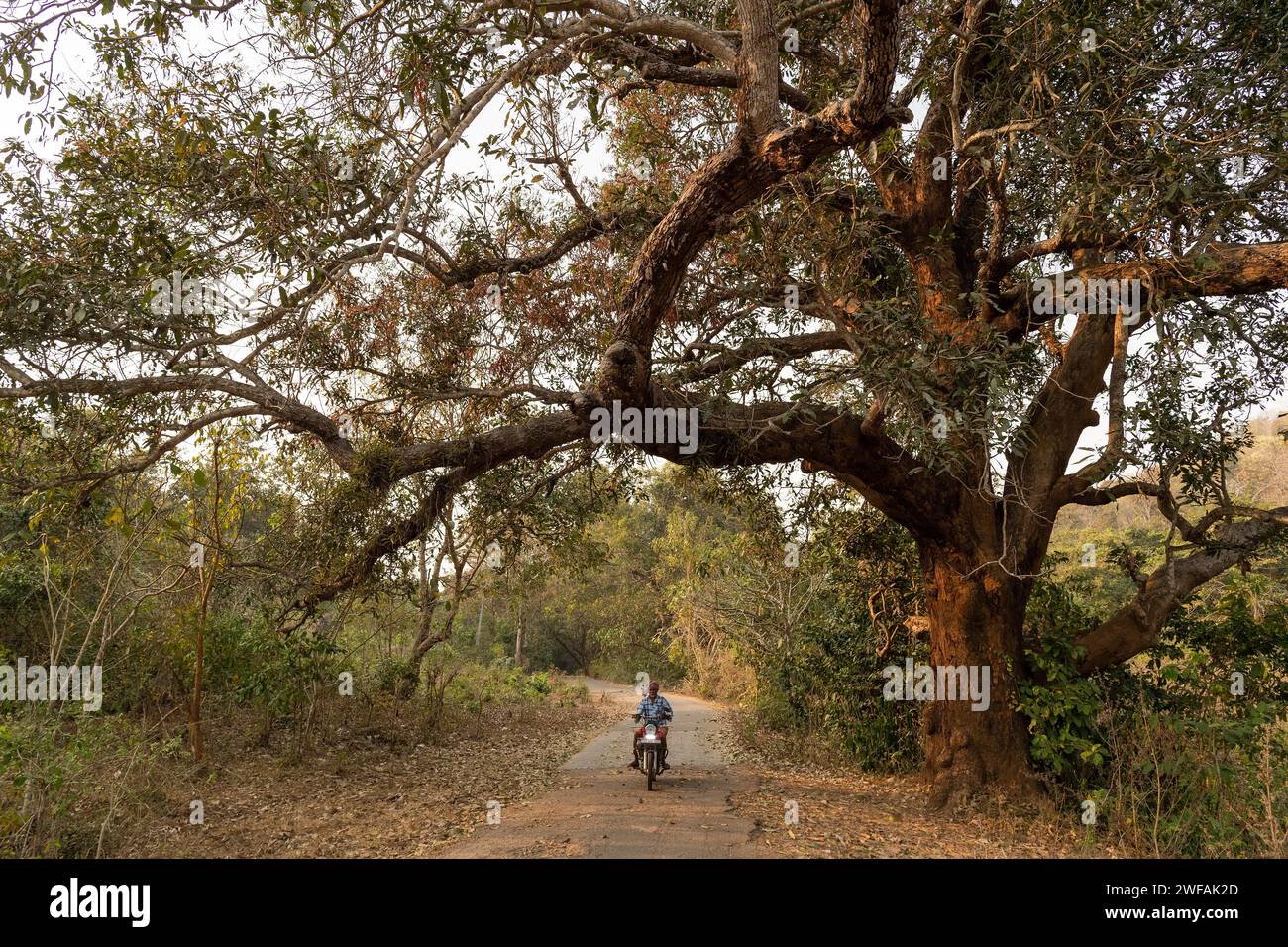 Motocycliste sur route de campagne, près d'Addateegala, Andhra Pradesh, Inde, Asie Banque D'Images