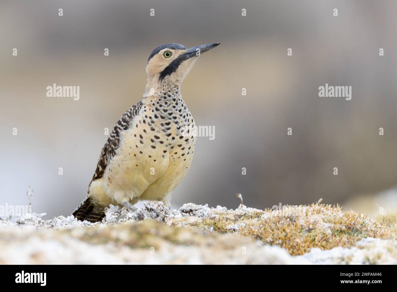 Pic des Andes Banque D'Images