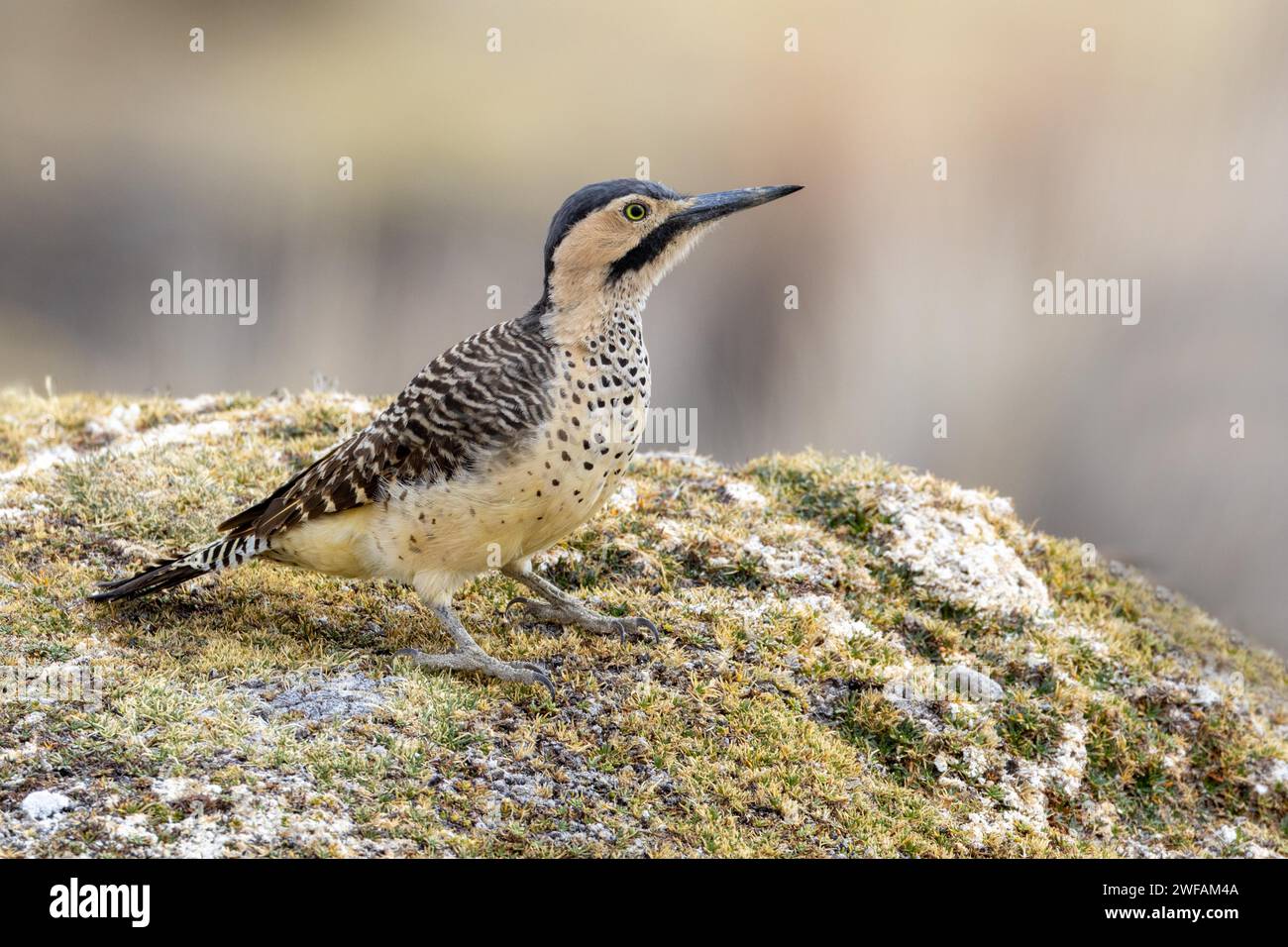 Pic des Andes Banque D'Images