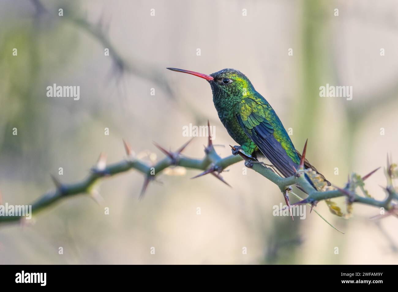 Hummingbird Emerald à ventre doré Banque D'Images